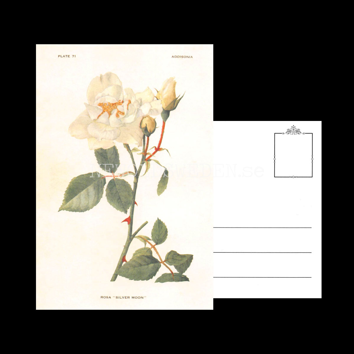 ROSA SILVER MOON - Vintage Vykort Nr: 242 - 10 x 15 cm - 432 - 3