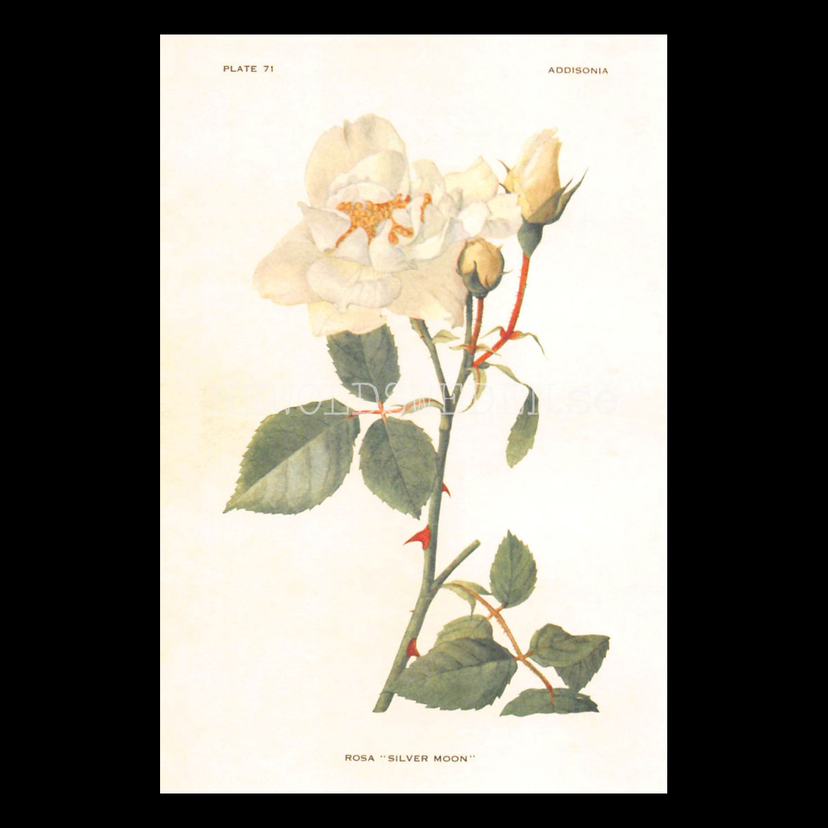 ROSA SILVER MOON - Vintage Vykort Nr: 242 - 10 x 15 cm - 432