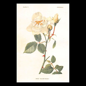 ROSA SILVER MOON - Vintage Vykort Nr: 242 - 10 x 15 cm - 432