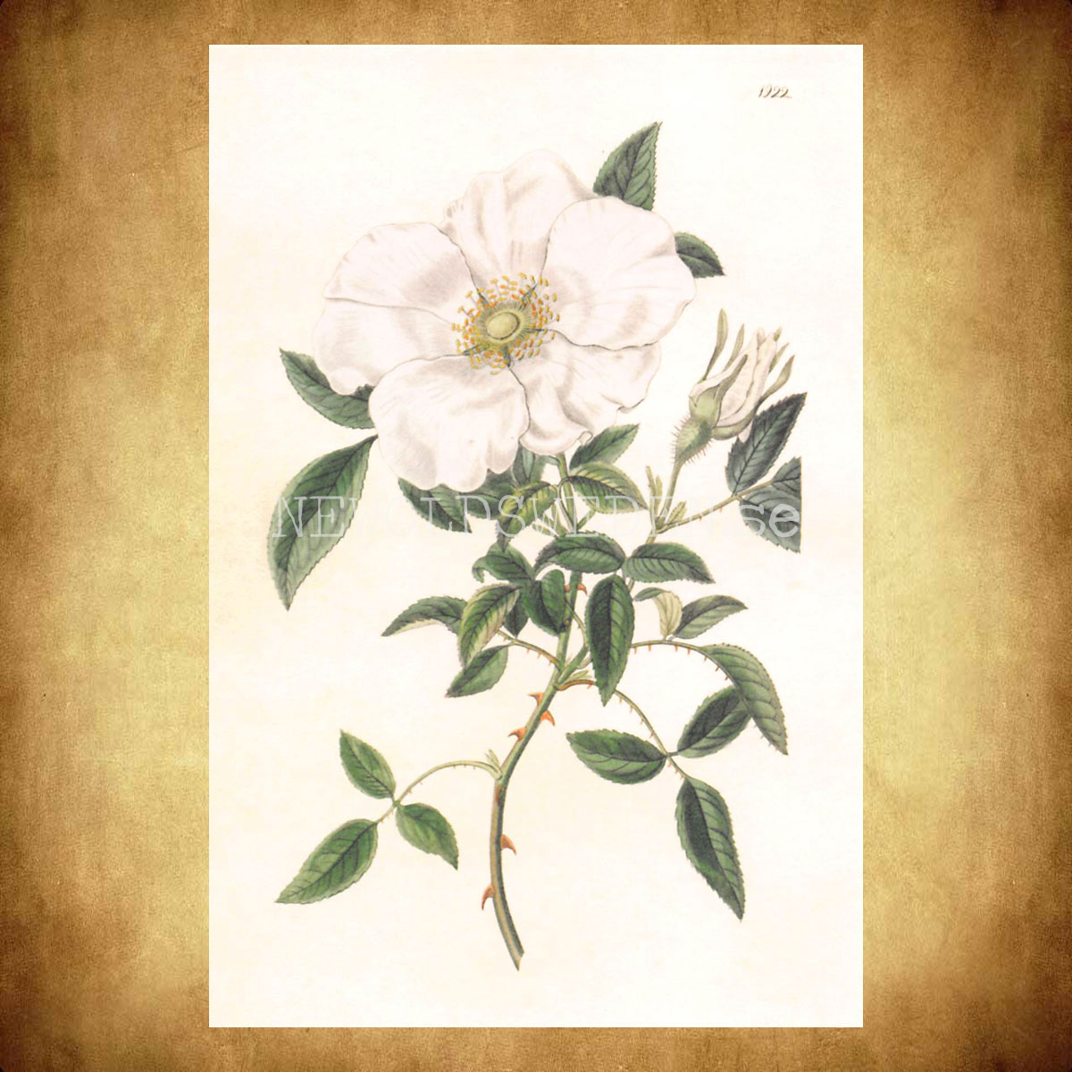 ROSA Vintage Vykort Nr: 241 - 10 x 15 cm - 432 - 2