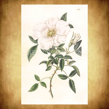 ROSA Vintage Vykort Nr: 241 - 10 x 15 cm - 432