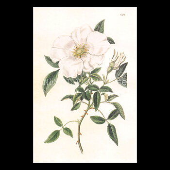 ROSA Vintage Vykort Nr: 241 - 10 x 15 cm - 432