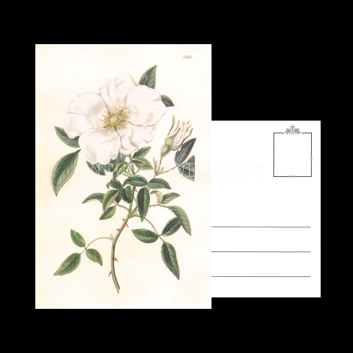 ROSA Vintage Vykort Nr: 241 - 10 x 15 cm - 432 - 3