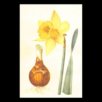 Blommor Vintage Vykort Nr: 219 - 10 x 15 cm - 431