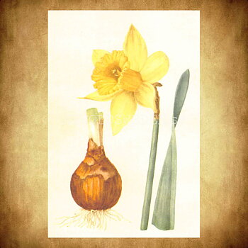 Blommor Vintage Vykort Nr: 219 - 10 x 15 cm - 431