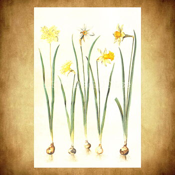 Blommor Vintage Vykort Nr: 218 - 10 x 15 cm - 431