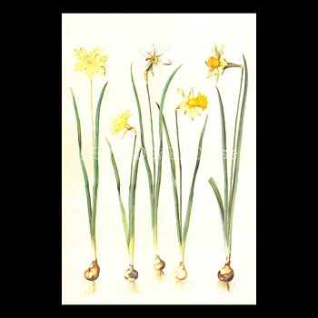 Blommor Vintage Vykort Nr: 218 - 10 x 15 cm - 431