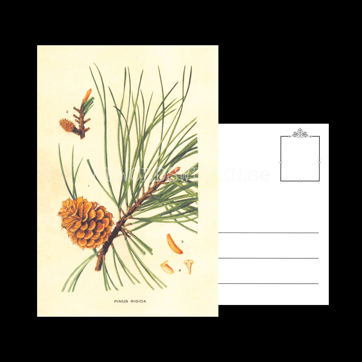 PINUS RIGIDA Vintage Vykort Nr: 212 - 10 x 15 cm - 431 - 3