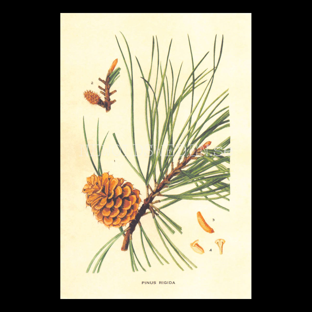PINUS RIGIDA Vintage Vykort Nr: 212 - 10 x 15 cm - 431