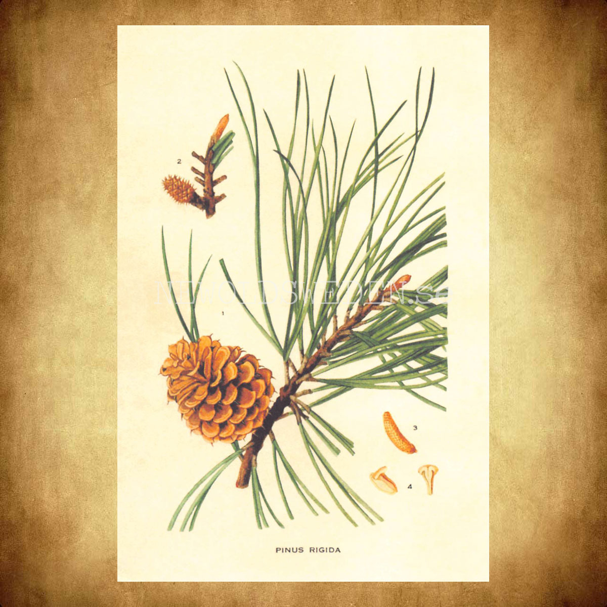PINUS RIGIDA Vintage Vykort Nr: 212 - 10 x 15 cm - 431 - 2