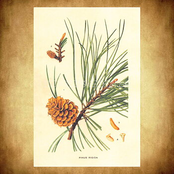 PINUS RIGIDA Vintage Vykort Nr: 212 - 10 x 15 cm - 431