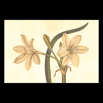 Blommor Vintage Vykort Nr: 200 - 10 x 15 cm - 431