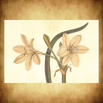Blommor Vintage Vykort Nr: 200 - 10 x 15 cm - 431