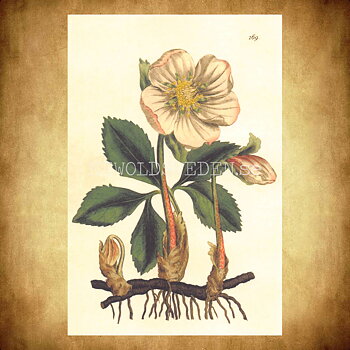 Blommor Vintage Vykort Nr: 199 - 10 x 15 cm - 431
