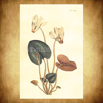 Blommor Vintage Vykort Nr: 198 - 10 x 15 cm - 431