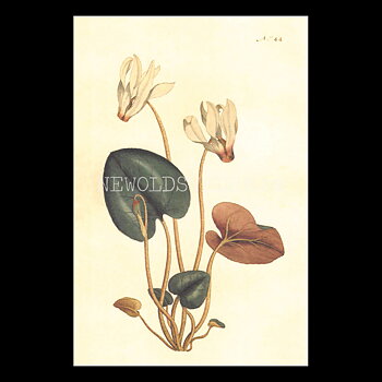 Blommor Vintage Vykort Nr: 198 - 10 x 15 cm - 431