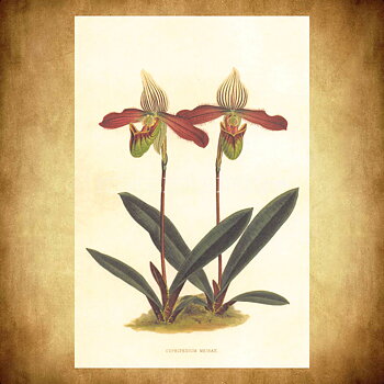 Blommor Vintage Vykort Nr: 196 - 10 x 15 cm - 431