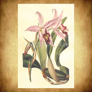Blommor Vintage Vykort Nr: 195 - 10 x 15 cm - 431