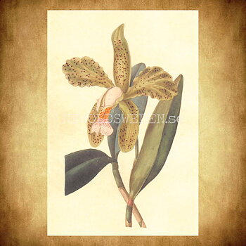 Blommor Vintage Vykort Nr: 194 - 10 x 15 cm - 431