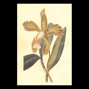 Blommor Vintage Vykort Nr: 194 - 10 x 15 cm - 431