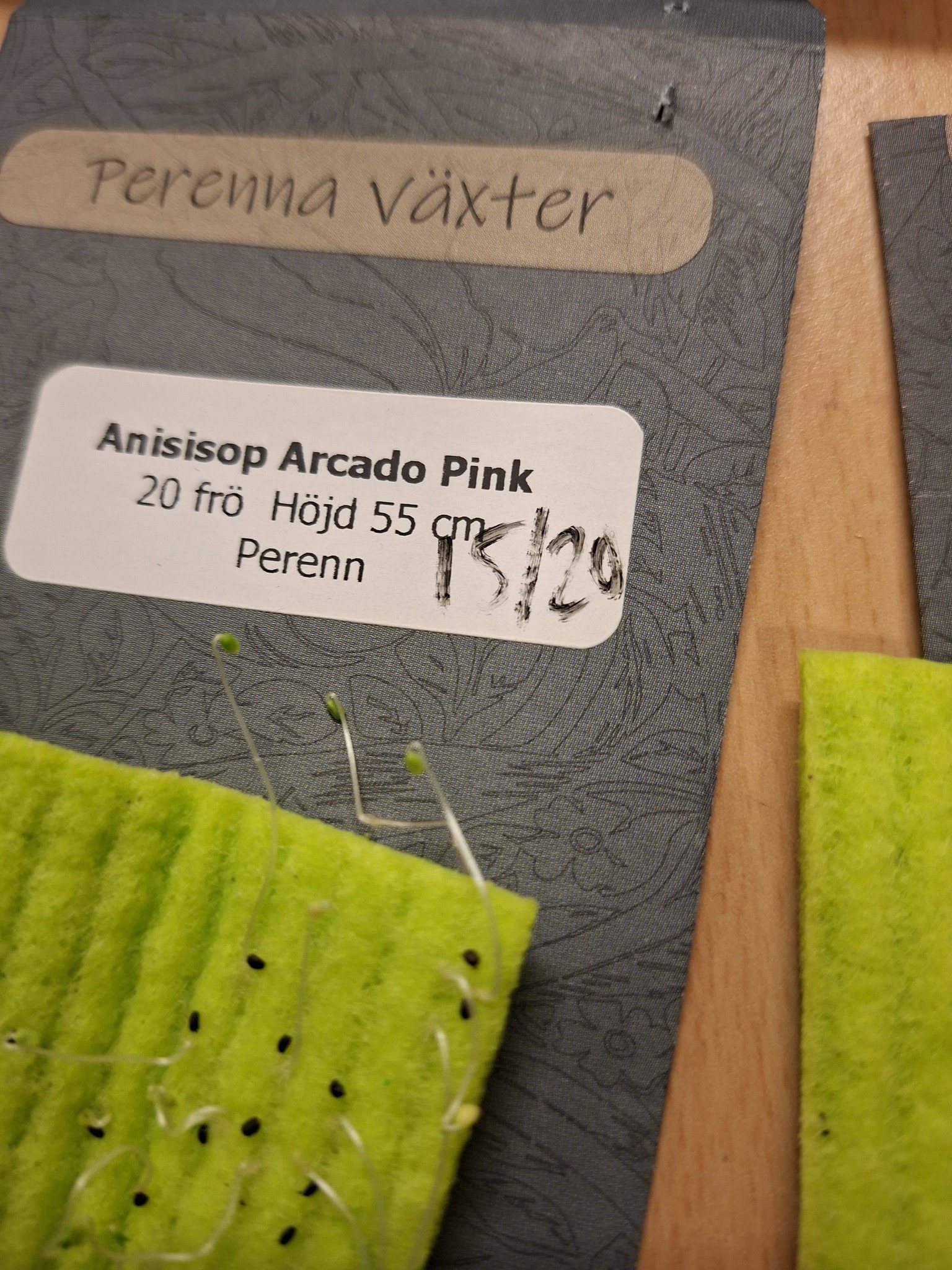 Anisisop Arcado Pink 20 frön - 3
