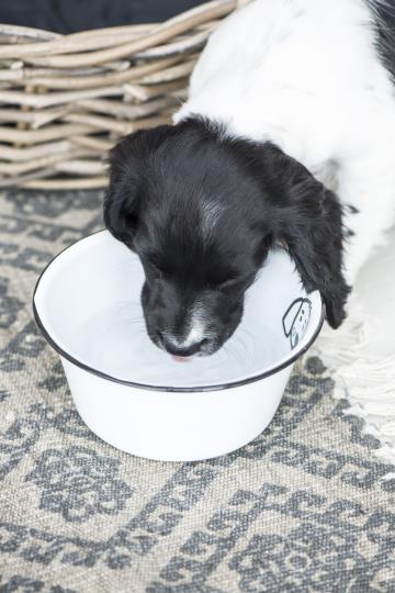 Matskål i vit emalj - hund - 3