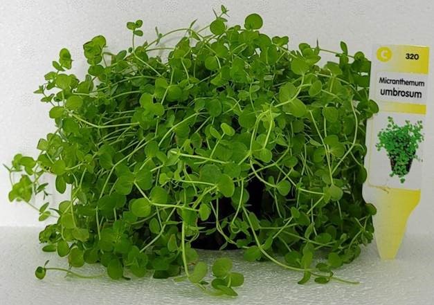 Micranthemum Umbrosum