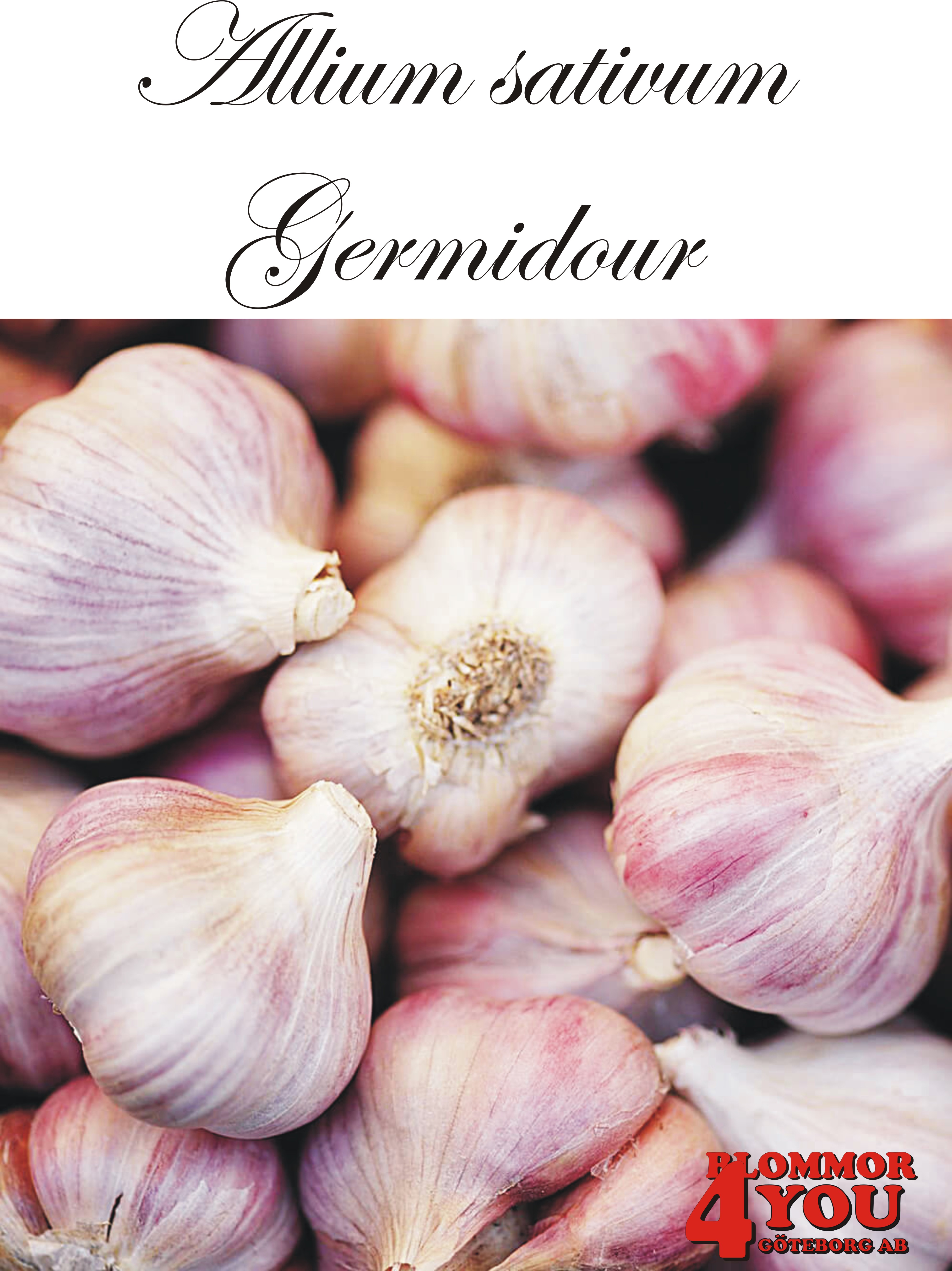 Vitlök   Allium sativum  GERMIDOUR +60