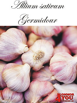 Vitlök   Allium sativum  GERMIDOUR +60