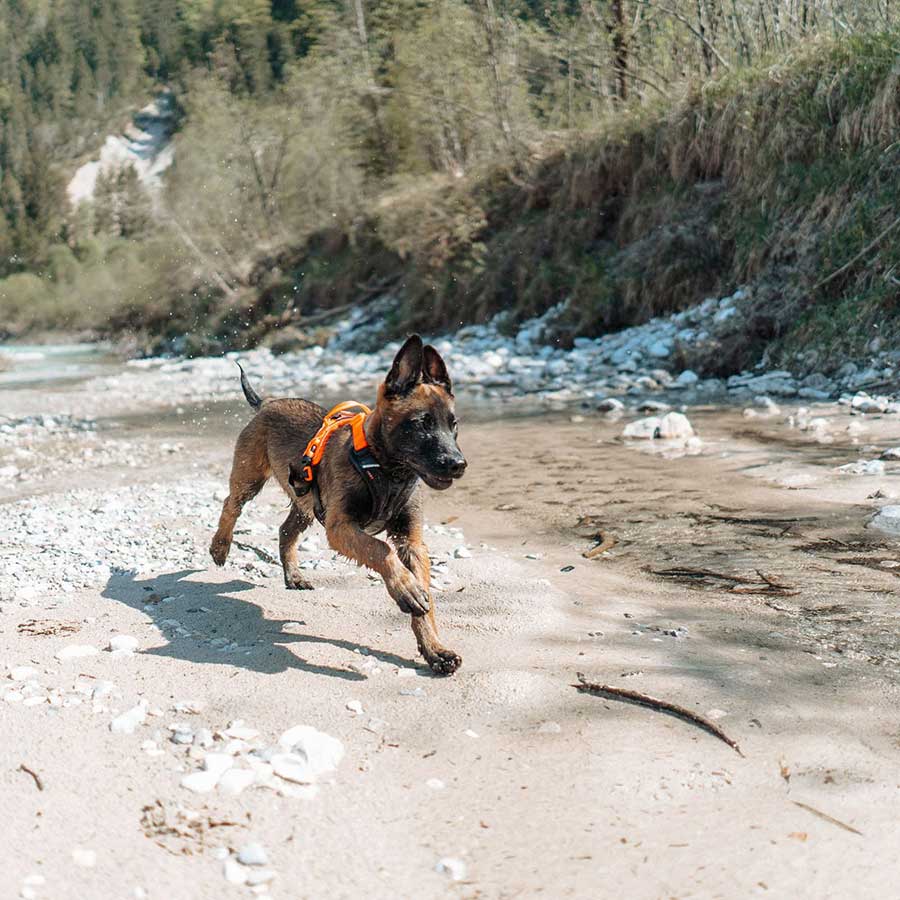 Non-Stop Ramble Harness  - 3