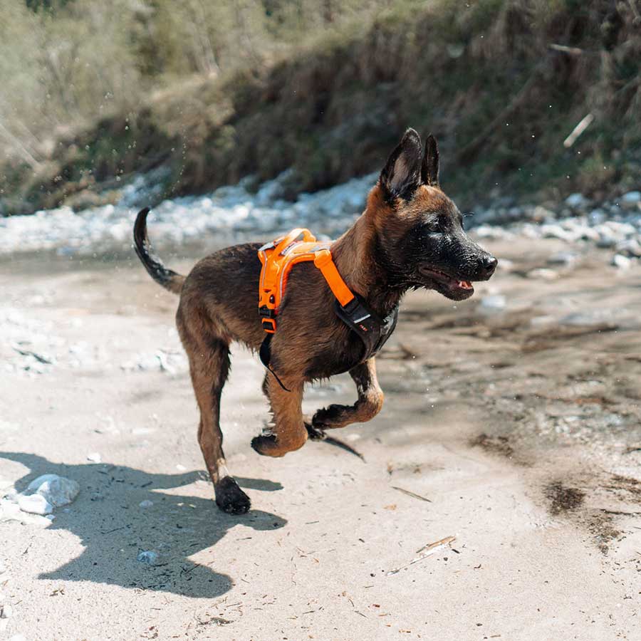 Non-Stop Ramble Harness  - 2