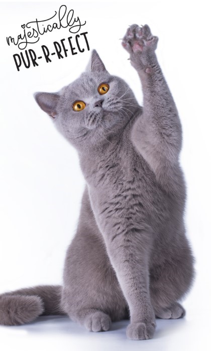 Katt Handduk 50cm