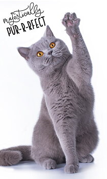 Katt Handduk 50cm