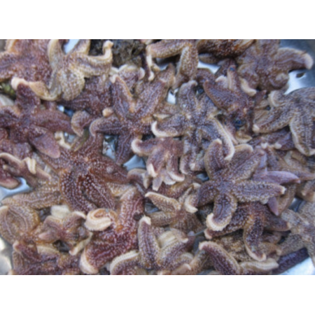 Frozen Seastar - 50 g