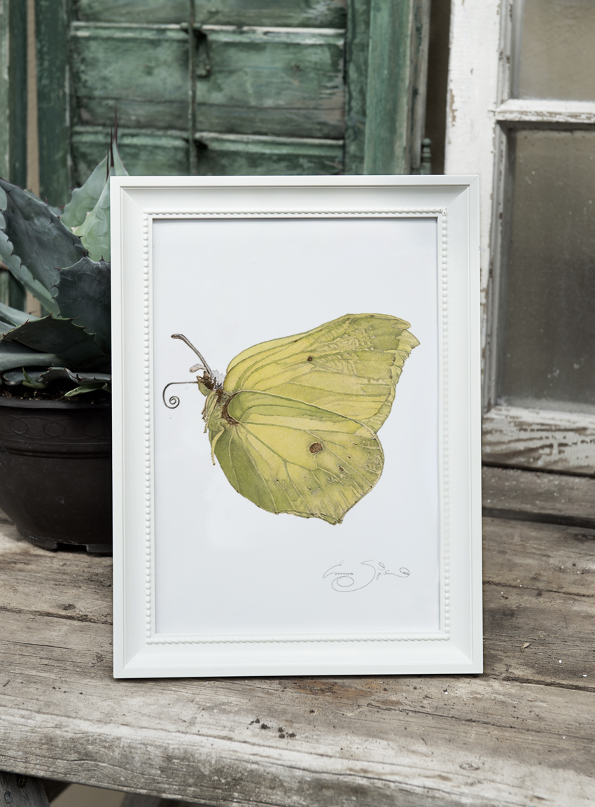 ART PRINT LEMON BUTTERFLY 21x30