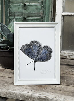 ART PRINT BLUE BUTTERFLY 21x30