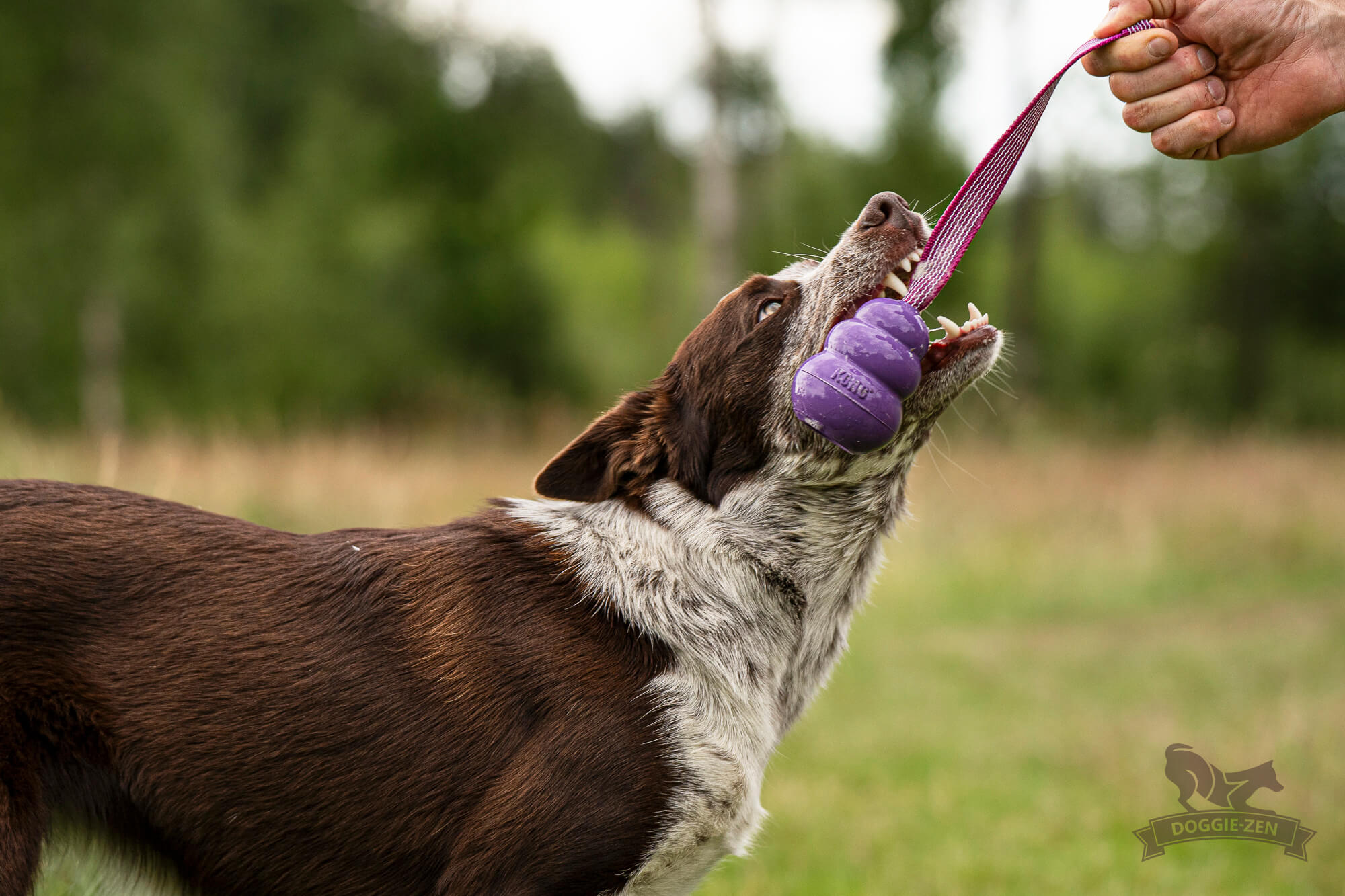 Sure Grip KONG Senior Tug M - Doggie-Zen