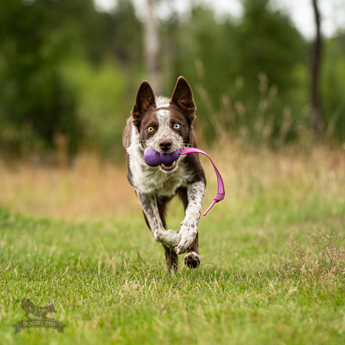 Sure Grip KONG Senior Tug M - Doggie-Zen