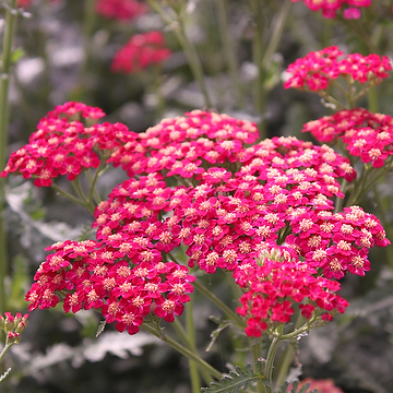 1080  Achillea millefolium  Cerise Queen  I  Svenskt namn  :Röllika  I  Krukstorlek   : SQ1  I  Höjd  :  60 cm  I  Blomningstid :  juni-sept