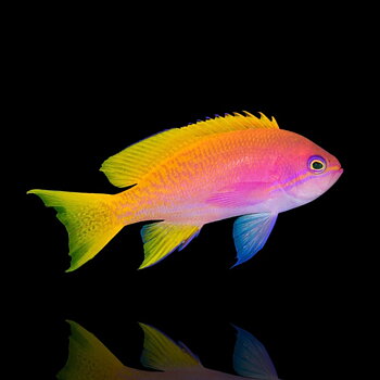 Pseudanthias bimaculatus (reef safe)