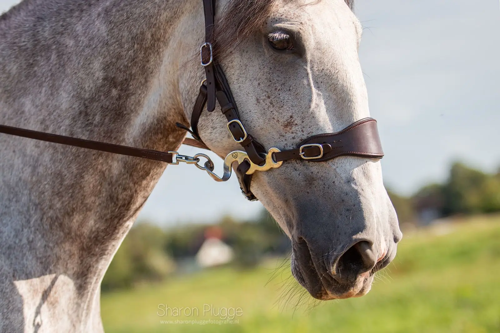 Hackamore Edix© Q-Classic (shanks+ nosepart + curbstrap) - 11