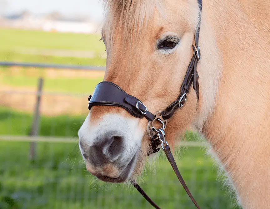 Hackamore Edix© Q-Classic (shanks+ nosepart + curbstrap) - 2