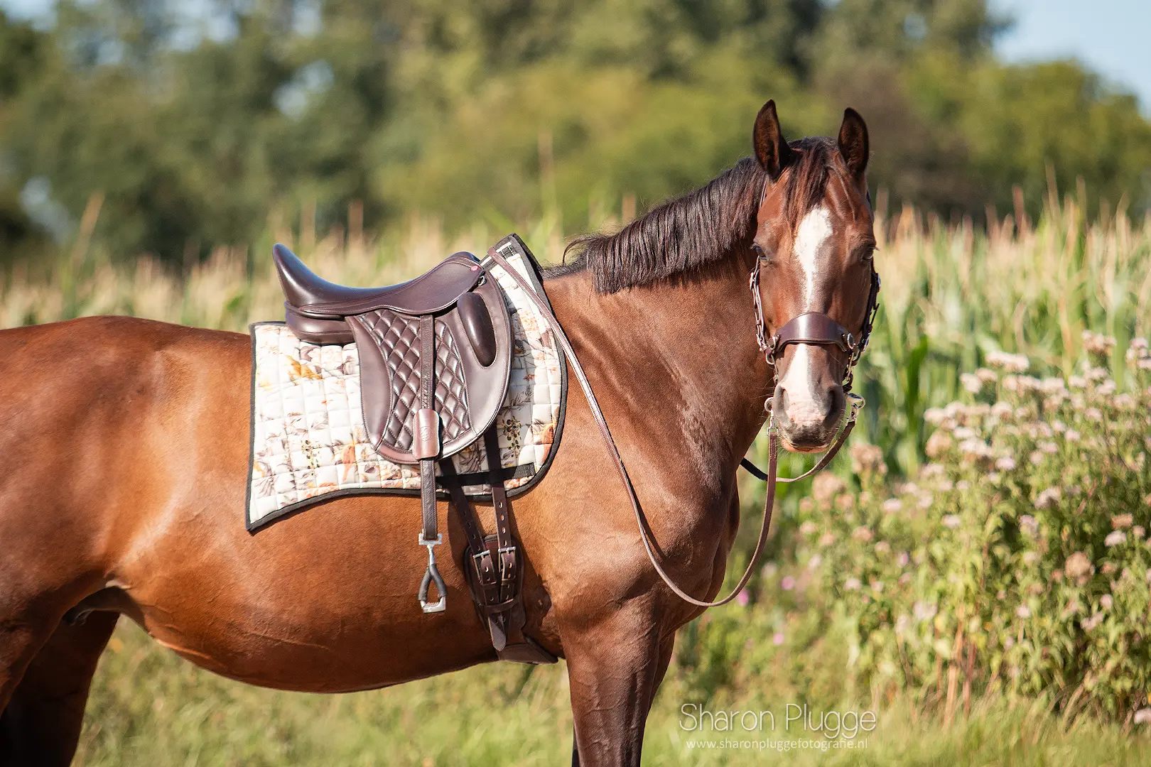 Hackamore Edix© Q-Classic (shanks+ nosepart + curbstrap) - 12