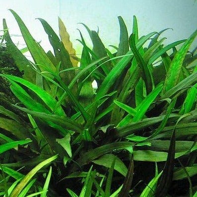 Cryptocoryne willissii