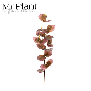 Eucalyptus Mr Plant