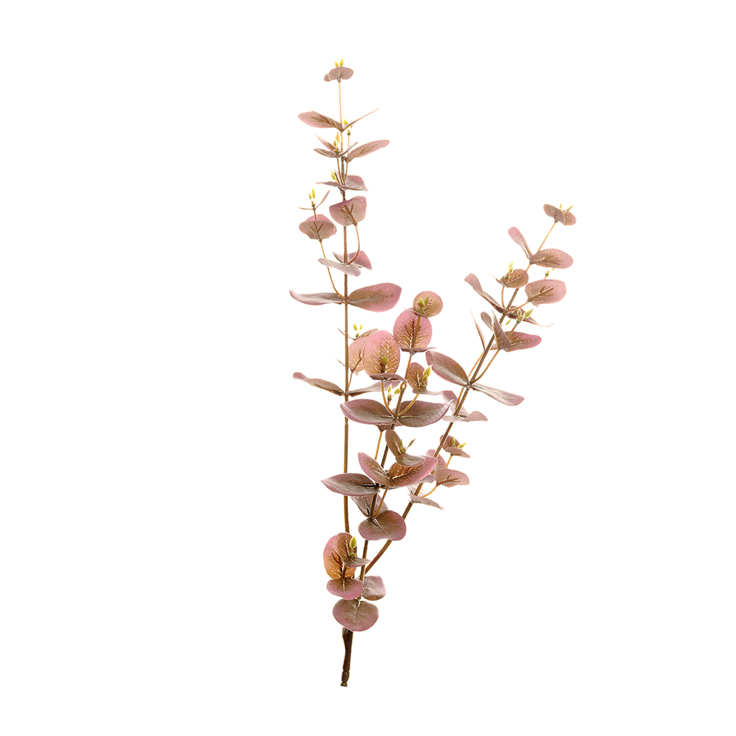 Eukalyptus herra Kasvi - 2