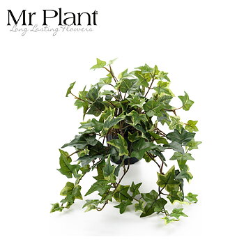 Muratti MrPlant