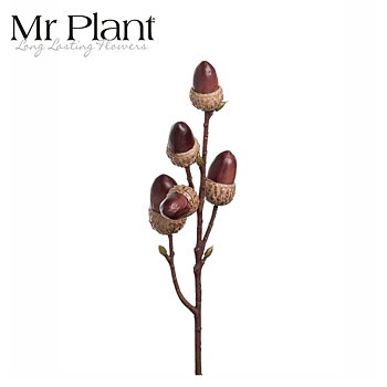 Kvist Ekollon Mr Plant