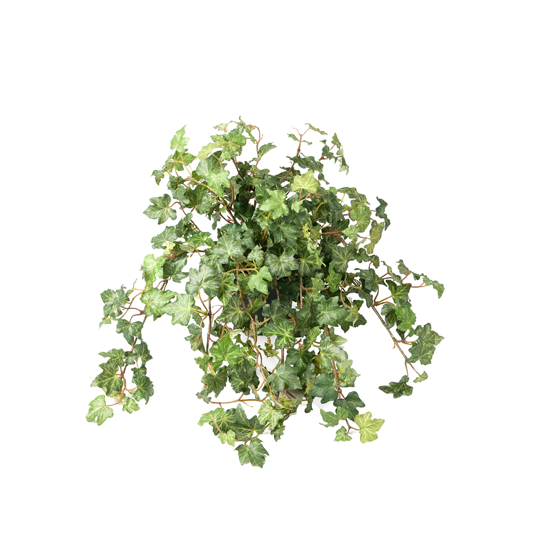 Muratti herra Plant - 2