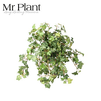 Muratti herra Plant
